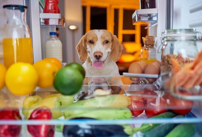 狗可以吃芒果吗(给狗狗吃芒果的具体好处介绍)