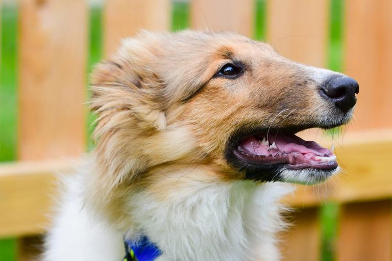 狗可以吃芒果吗(给狗狗吃芒果的具体好处介绍)