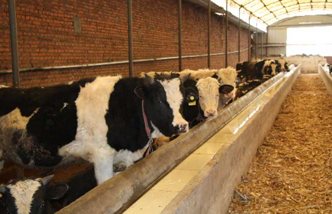 在农村，也不用什么本钱，可以搞什么养殖？