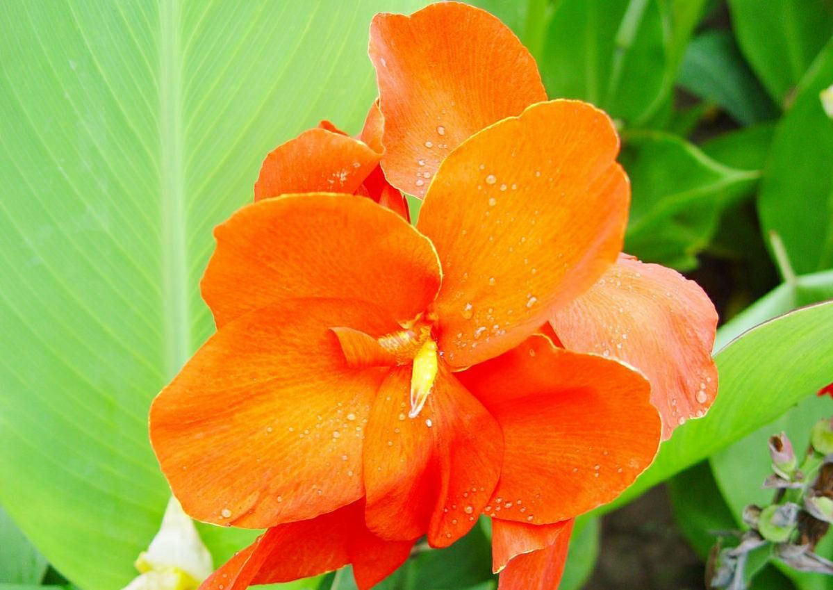 美人蕉适合种植在什么地方(夏季家中养黄花美人蕉)