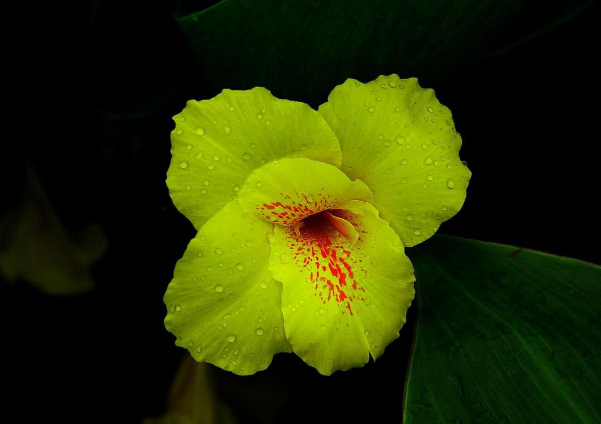 美人蕉适合种植在什么地方(夏季家中养黄花美人蕉)