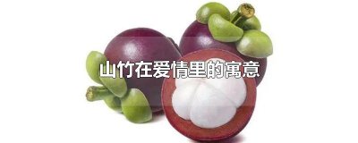 ​山竹在爱情里的寓意