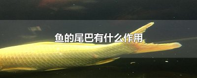 ​鱼的尾巴有什么作用