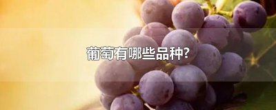 ​葡萄有哪些品种?