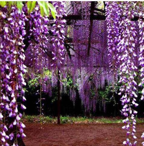 10种爬藤植物,好养易爆盆,四季开花,夏天里开成花海,超好看