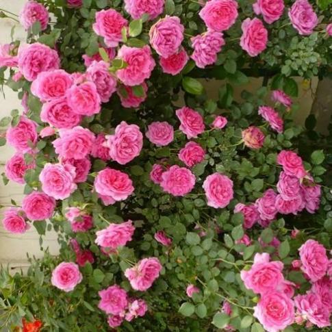 10种爬藤植物,好养易爆盆,四季开花,夏天里开成花海,超好看