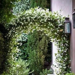 ​10种爬藤植物，好养易爆盆，四季开花，夏天里开成花海，超好看