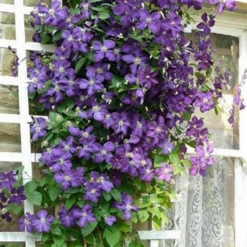 10种爬藤植物,好养易爆盆,四季开花,夏天里开成花海,超好看