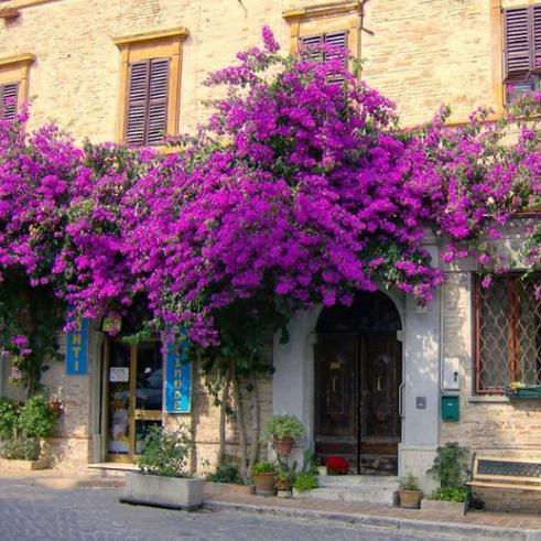 10种爬藤植物,好养易爆盆,四季开花,夏天里开成花海,超好看