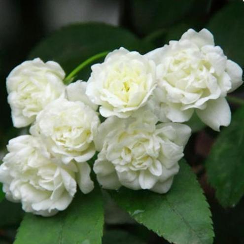 10种爬藤植物,好养易爆盆,四季开花,夏天里开成花海,超好看