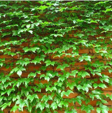 10种爬藤植物,好养易爆盆,四季开花,夏天里开成花海,超好看