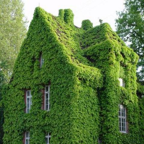 10种爬藤植物,好养易爆盆,四季开花,夏天里开成花海,超好看