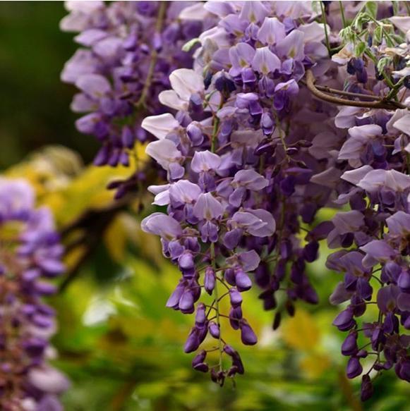 10种爬藤植物,好养易爆盆,四季开花,夏天里开成花海,超好看
