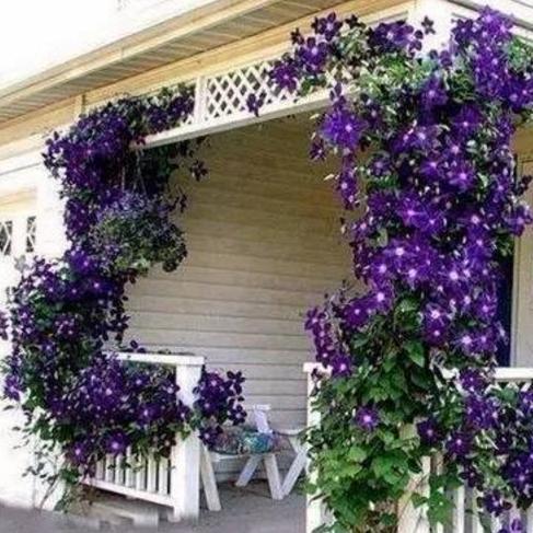 10种爬藤植物,好养易爆盆,四季开花,夏天里开成花海,超好看