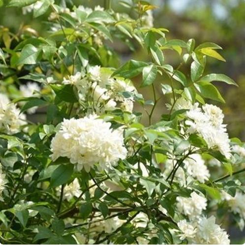 10种爬藤植物,好养易爆盆,四季开花,夏天里开成花海,超好看