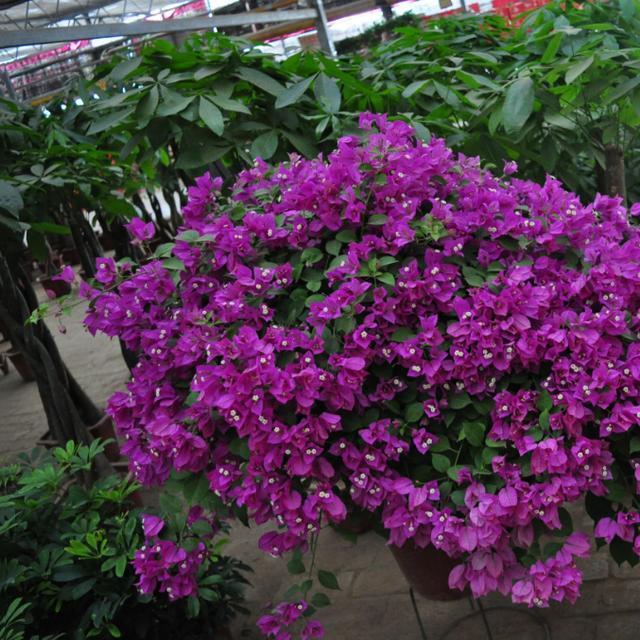 10种爬藤植物,好养易爆盆,四季开花,夏天里开成花海,超好看