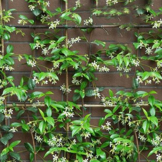 10种爬藤植物,好养易爆盆,四季开花,夏天里开成花海,超好看