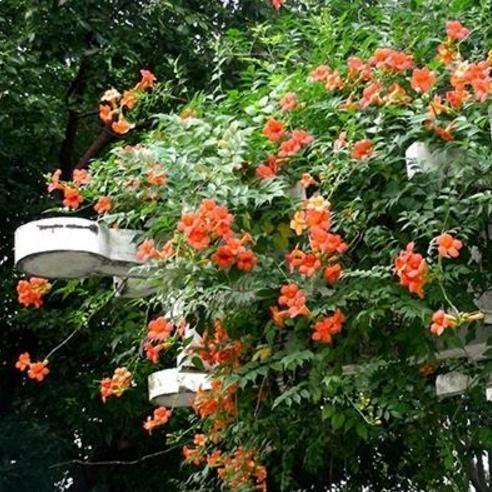 10种爬藤植物,好养易爆盆,四季开花,夏天里开成花海,超好看