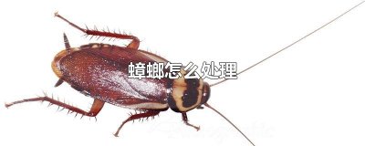 ​蟑螂怎么处理