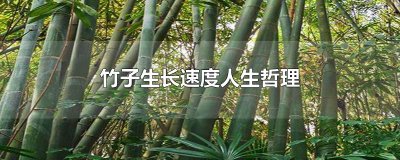 ​竹子生长速度人生哲理