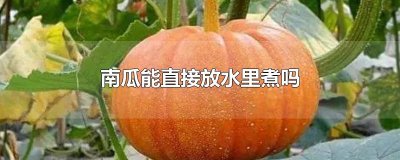 ​南瓜能直接放水里煮吗