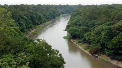 ​亚马逊河流里的顶尖猎食者，食人鱼都要退让三分