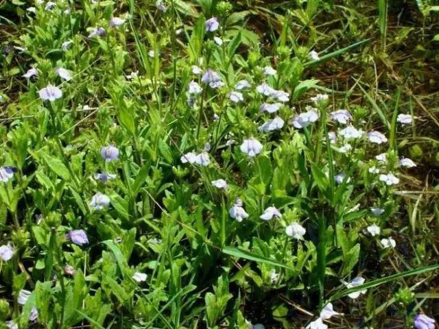 26种阔叶杂草（83张高清图来了）