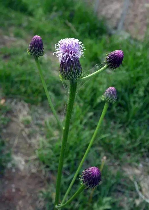 26种阔叶杂草（83张高清图来了）