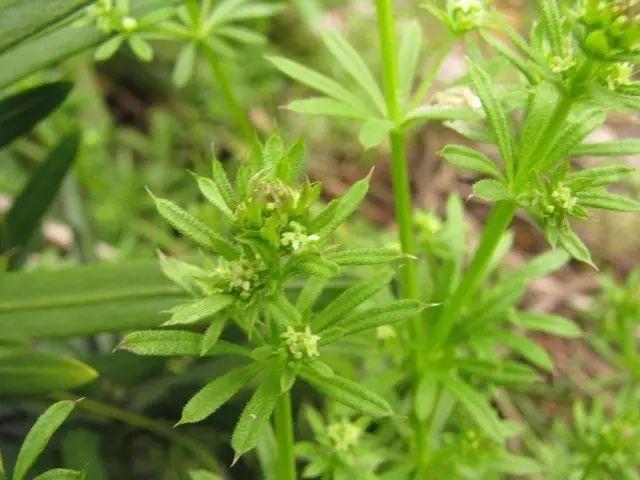 26种阔叶杂草（83张高清图来了）