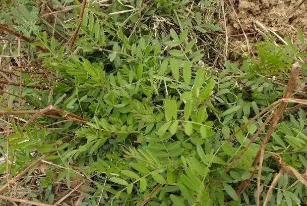 26种阔叶杂草（83张高清图来了）