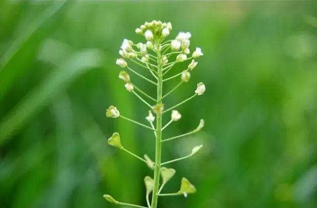 26种阔叶杂草（83张高清图来了）