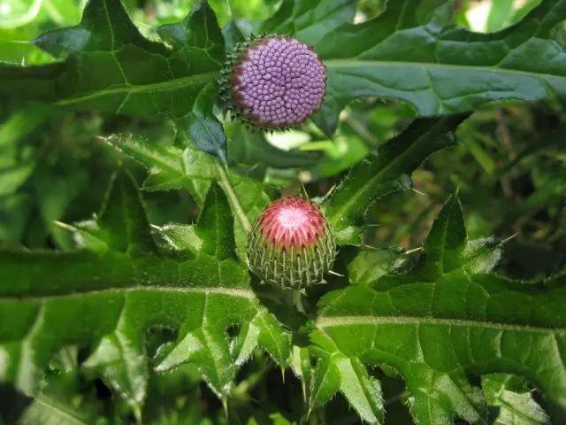 26种阔叶杂草（83张高清图来了）