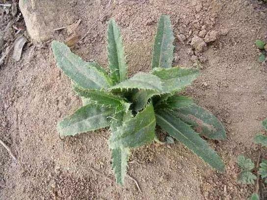 26种阔叶杂草（83张高清图来了）