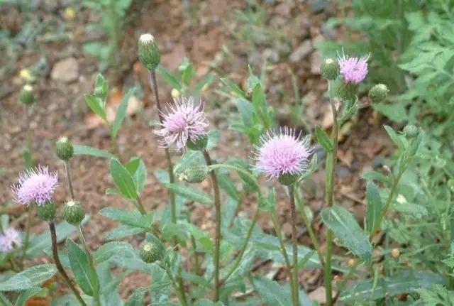 26种阔叶杂草（83张高清图来了）