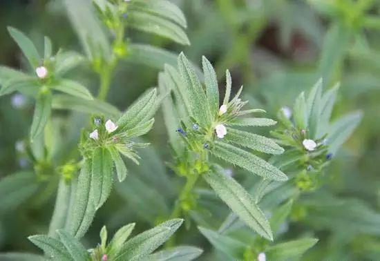 26种阔叶杂草（83张高清图来了）