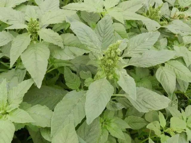 26种阔叶杂草（83张高清图来了）