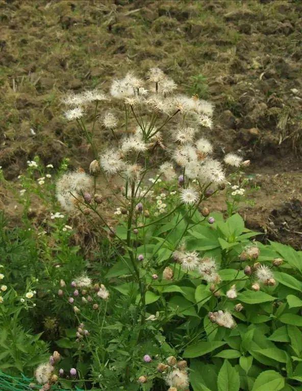 26种阔叶杂草（83张高清图来了）