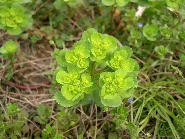 26种阔叶杂草（83张高清图来了）