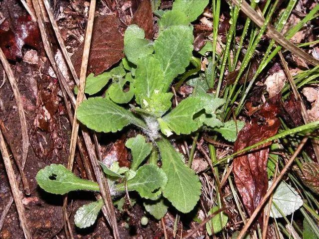 26种阔叶杂草（83张高清图来了）