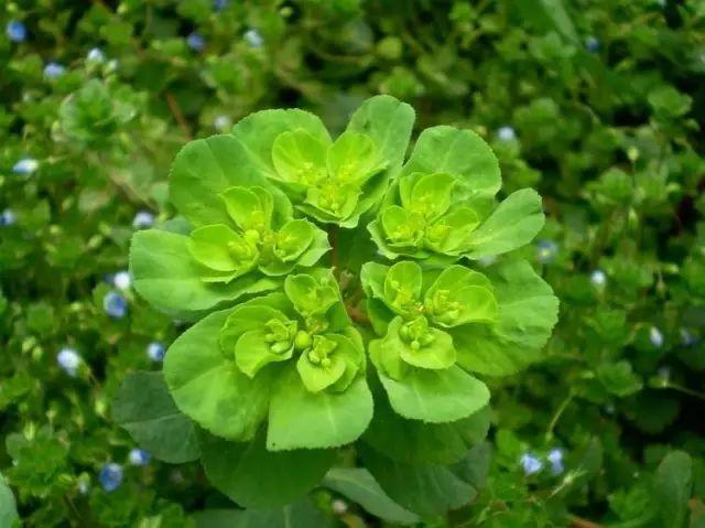 26种阔叶杂草（83张高清图来了）