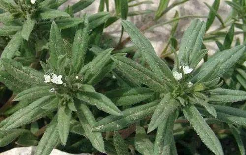 26种阔叶杂草（83张高清图来了）