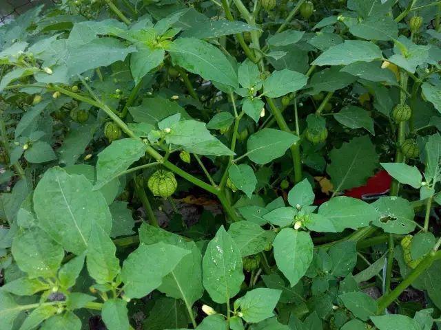 26种阔叶杂草（83张高清图来了）