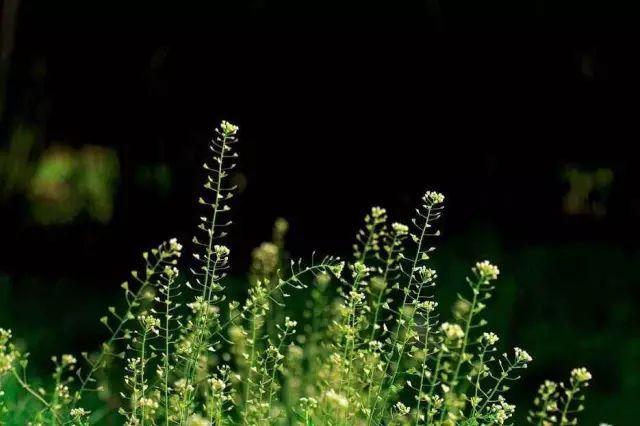 26种阔叶杂草（83张高清图来了）