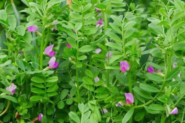 26种阔叶杂草（83张高清图来了）