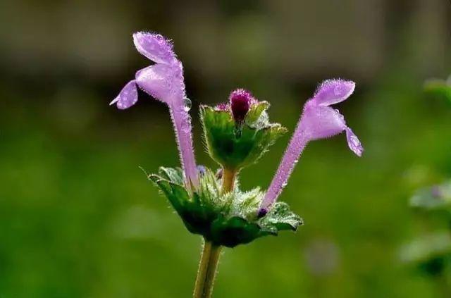 26种阔叶杂草（83张高清图来了）