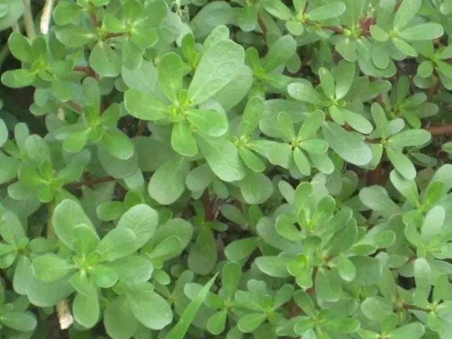 26种阔叶杂草（83张高清图来了）