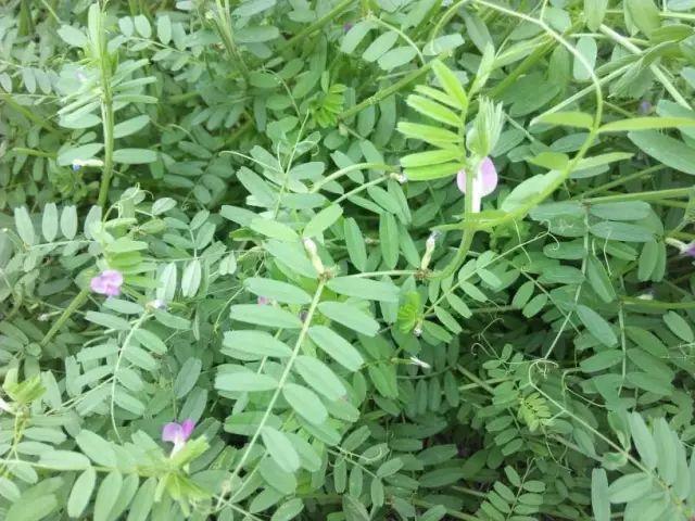 26种阔叶杂草（83张高清图来了）