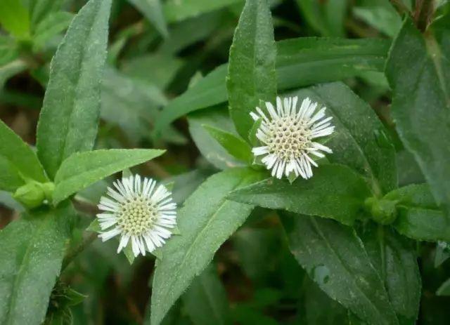 26种阔叶杂草（83张高清图来了）