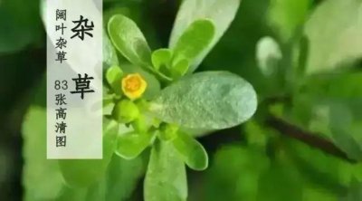 ​26种阔叶杂草（83张高清图来了）