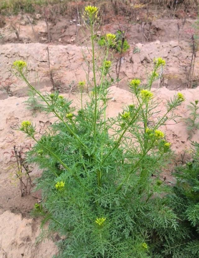 26种阔叶杂草（83张高清图来了）